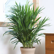 Indoor Palm Plant Seeds - Tropical Ornamental Palm Seeds for Planting