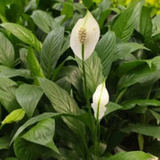 Indoor Peace Lily Seeds