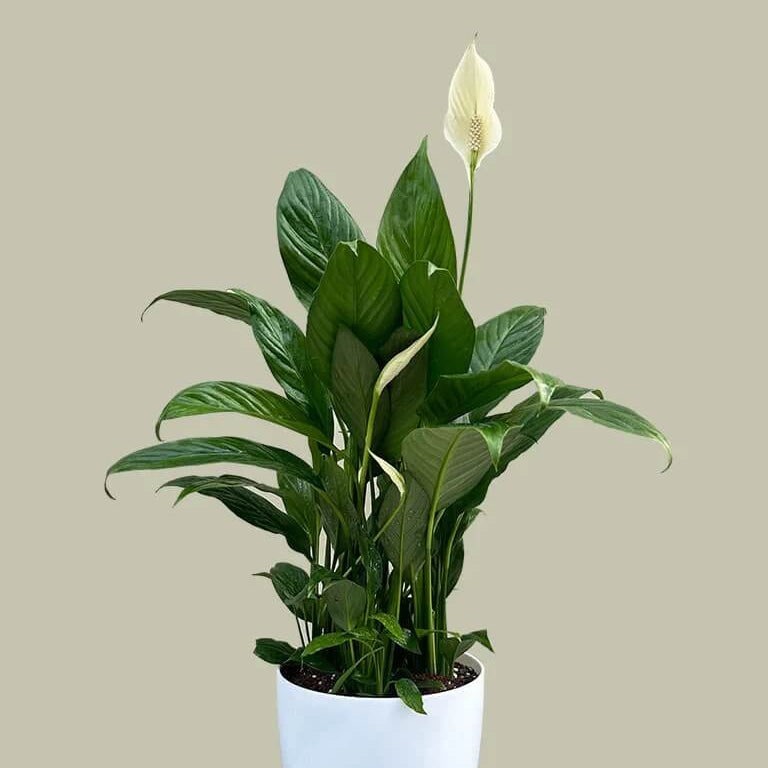 Indoor Peace Lily Seeds