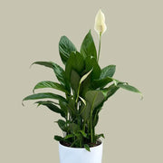 Indoor Peace Lily Seeds