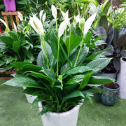 Indoor Peace Lily Seeds