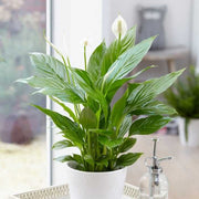 Indoor Peace Lily Seeds