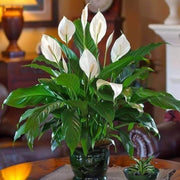 Indoor Peace Lily Seeds