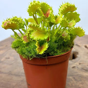 Insect Eating Plant Seeds - Flower Plant