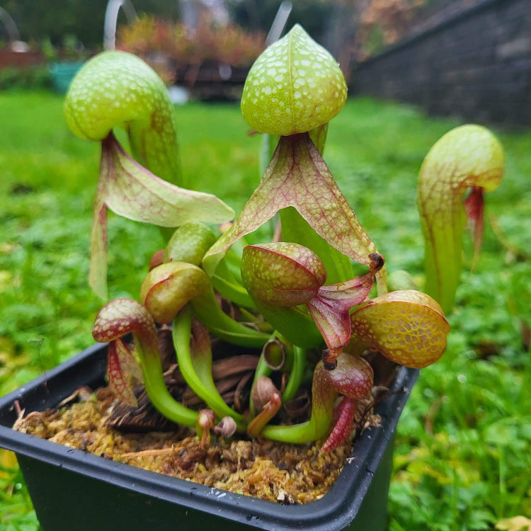 Insectivorous - Ornamental Carnivorous Seeds