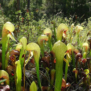 Insectivorous - Ornamental Carnivorous Seeds