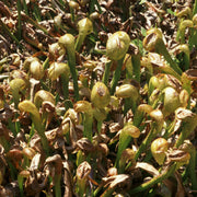 Insectivorous - Ornamental Carnivorous Seeds