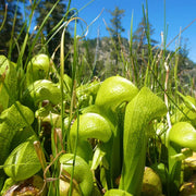 Insectivorous - Ornamental Carnivorous Seeds