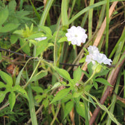 Morning Glory Blue Seeds, Ipomoea tricolor Flower Seeds