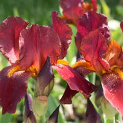 Red Iris germanica Seeds