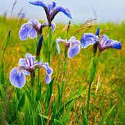 Iris Seeds – Iris germanica