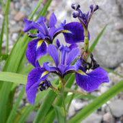 Blue Iris germanica Seeds
