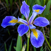 Blue Iris germanica Seeds