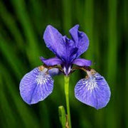 Blue Iris germanica Seeds