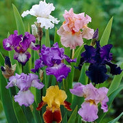 Mixed Bearded Iris germanica Seeds