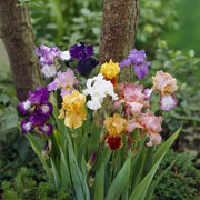 Mixed Bearded Iris germanica Seeds