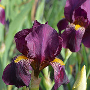 Orchid Iris germanica Seeds