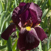 Orchid Iris germanica Seeds