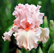 Pink Iris germanica Seeds