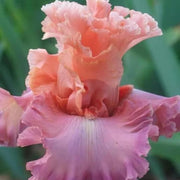Pink Iris germanica Seeds