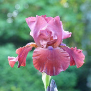 Red Iris germanica Seeds