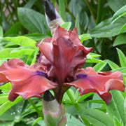 Red Iris germanica Seeds