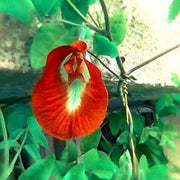 Schmetterlingsiris Iris germanica Seeds