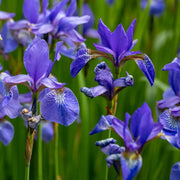 Blue Iris germanica Seeds