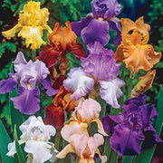 Mixed Bearded Iris germanica Seeds