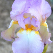 Orchid Iris germanica Seeds