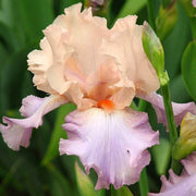 Pink Iris germanica Seeds