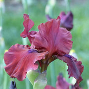 Red Iris germanica Seeds