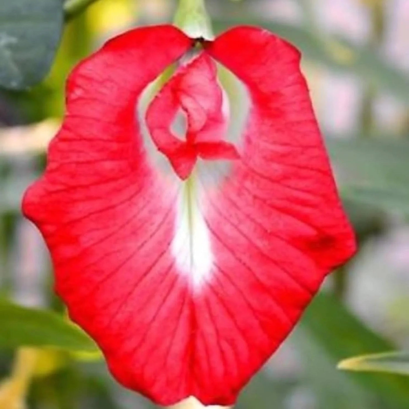 Schmetterlingsiris Iris germanica Seeds