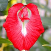 Schmetterlingsiris Iris germanica Seeds