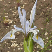 Mixed Iris spp. Seeds