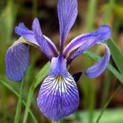 Mixed Iris spp. Seeds