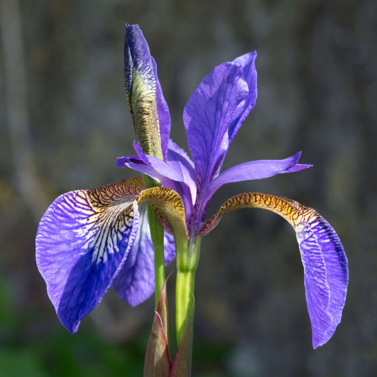 Mixed Iris spp. Seeds