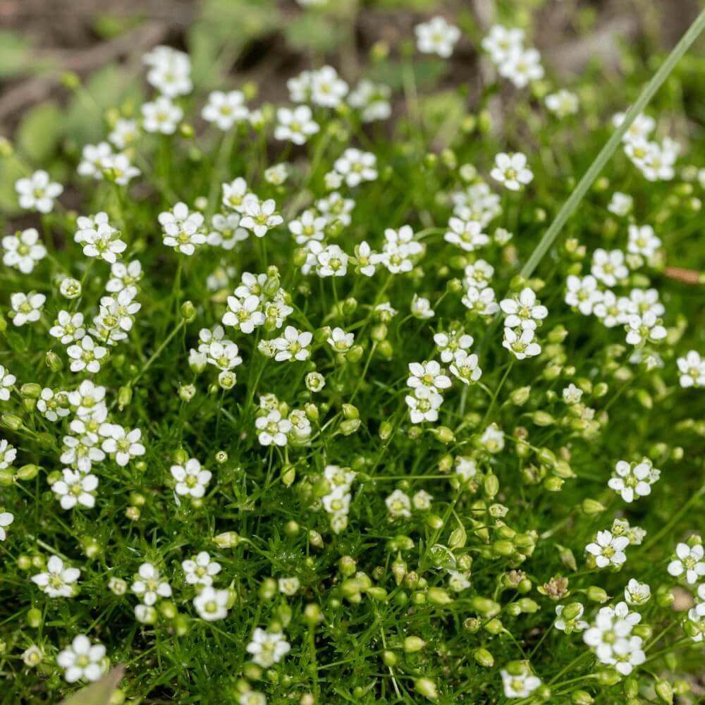 Irish Moss Seeds - Herbal Seeds