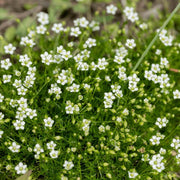 Irish Moss Seeds - Herbal Seeds