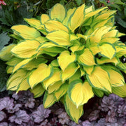 Hosta Seeds, Yellow Gold