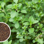 Oregano Seeds - Herbal Plant for Home Gardens Seeds