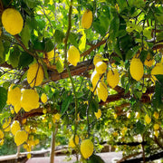 Italian Amalfi Lemon Seeds - Fruit Plant
