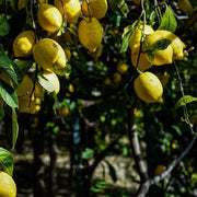 Italian Amalfi Lemon Seeds - Fruit Plant