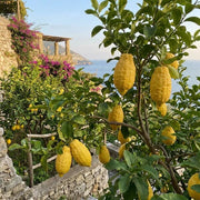 Italian Amalfi Lemon Seeds - Fruit Plant