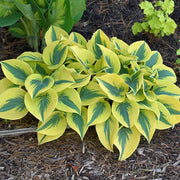 Hosta Seeds, Autumn Frost
