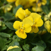 Vibrant Heirloom Yellow Pansy Seeds