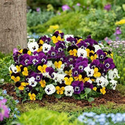 Giant Mix Pansy Seeds