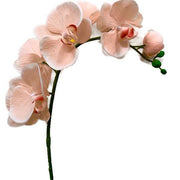 Cream Phalaenopsis Orchid Seeds