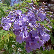 Lavender Trumpet Jacaranda Cuspidifolia Seeds