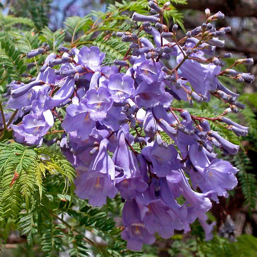 Lavender Trumpet Jacaranda Cuspidifolia Seeds